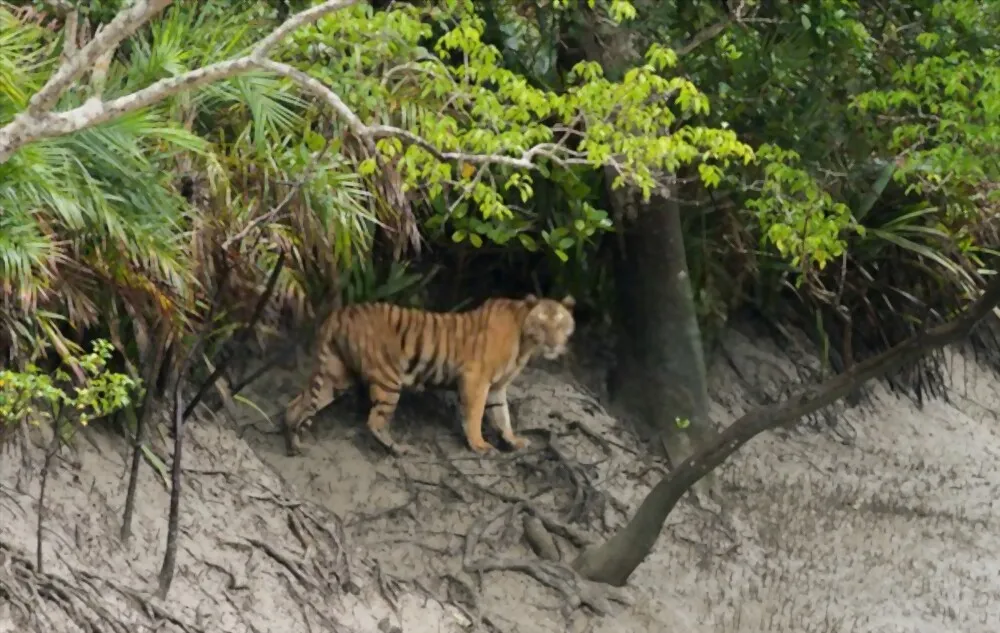 Sundarbans-National-Park